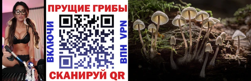 Псилоцибиновые грибы Psilocybine cubensis  Пятигорск 